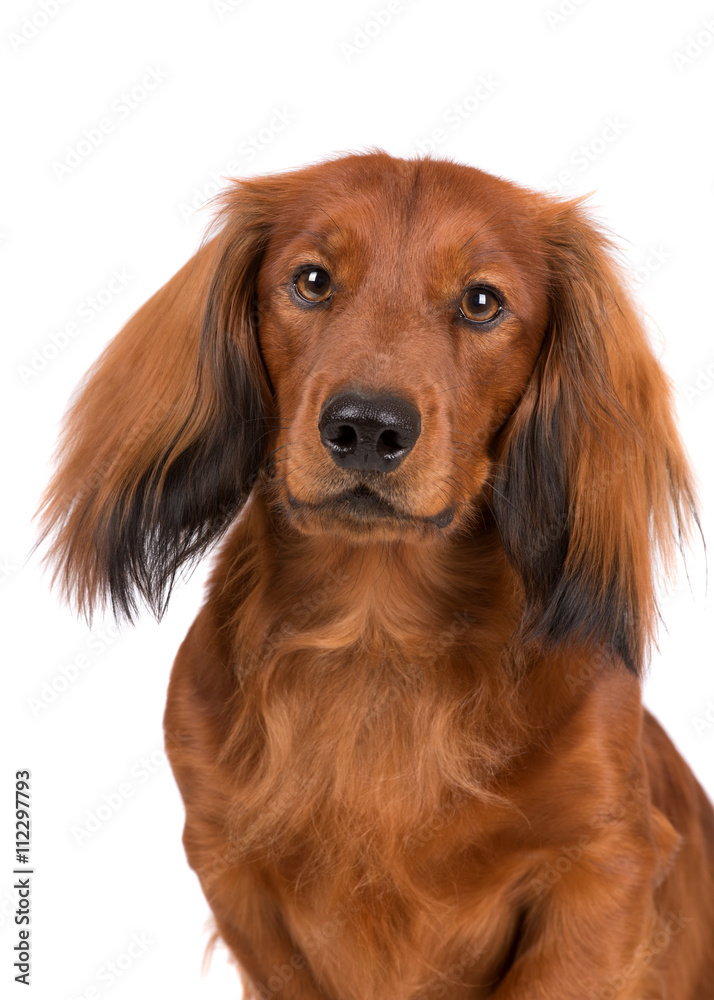 dachshund dog portrait on white