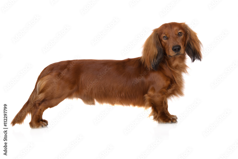 dachshund dog standing on white