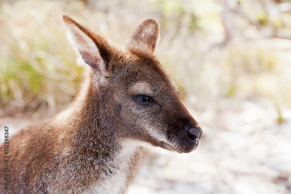 Bennetts Wallaby Tasmania