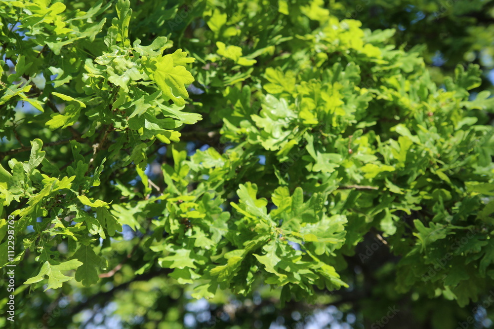 Beautiful summer landscape showing huge old oak Beautiful summer landscape showing huge old oak