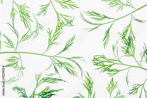 Green dill on a white background. Pattern. Ornament. Food background