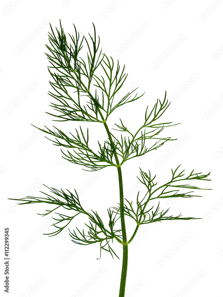 Fototapeta premium Dill