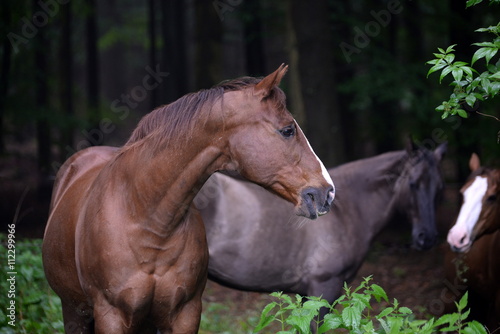 horsetalk, 3 horses in the forest