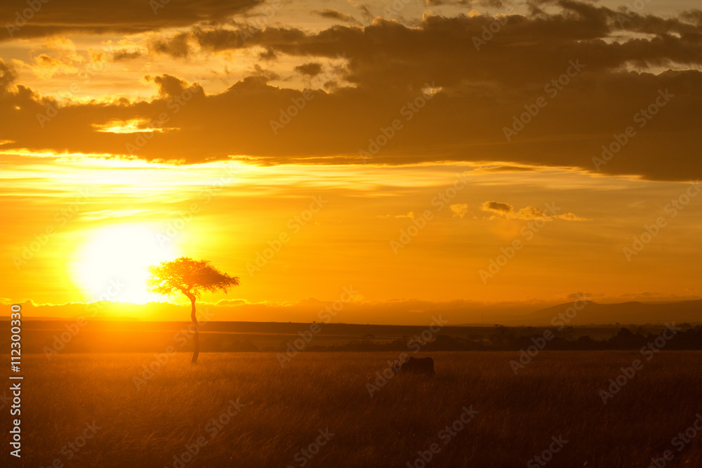 Typical african sunset with acacia trees in Masai Mara, Kenya. Horizontal shot