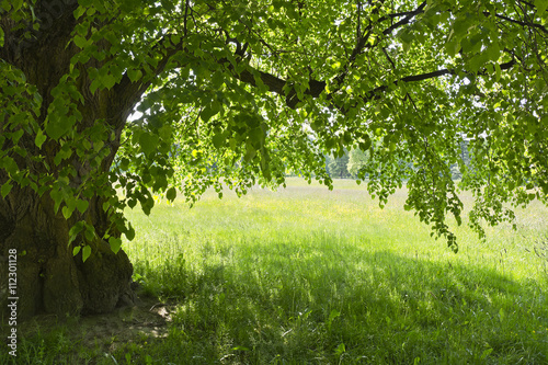 Pod zieloną lipą na tle kolorowej łąki.
Miły widok w parku w słoneczny wiosenny dzień.