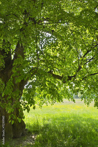 Pod zieloną lipą na tle kolorowej łąki.
Miły widok w parku w słoneczny wiosenny dzień.