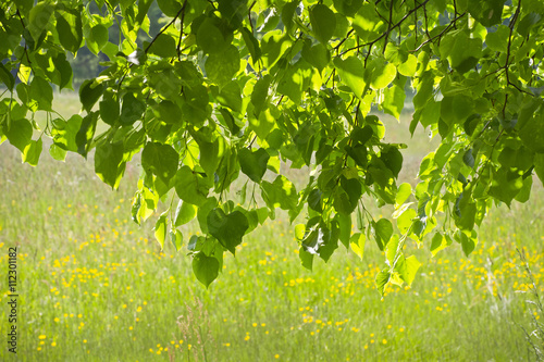 Pod zieloną lipą na tle kolorowej łąki. Miły widok w parku w słoneczny wiosenny dzień.