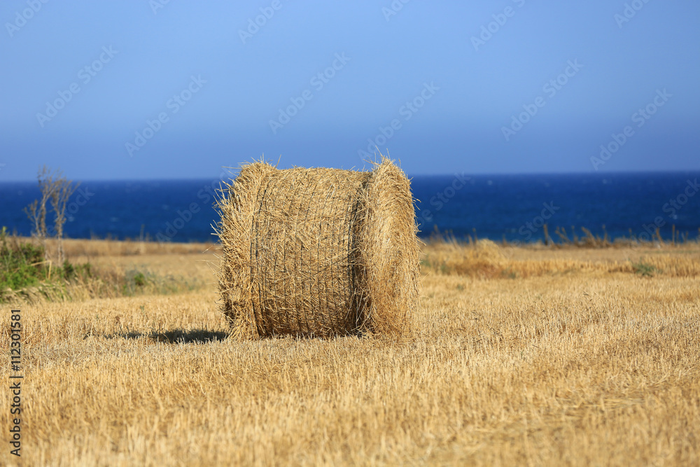 Fototapeta premium hay roll on meadow