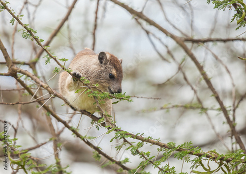 Rock Hyrax