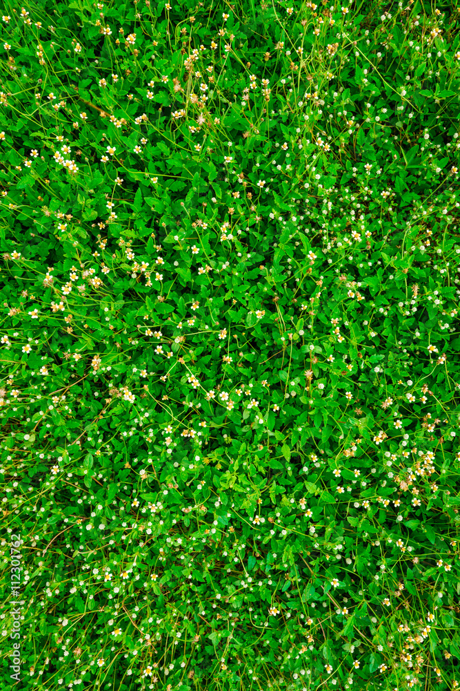 Green grass with flower field background Green grass with flower field background