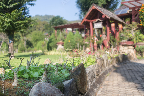 Thai garden with bansai and trees photo