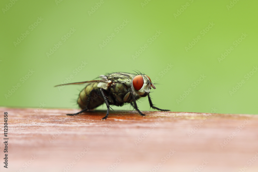 Blow fly on wooden board with blur green background Blow fly on wooden board with blur green background