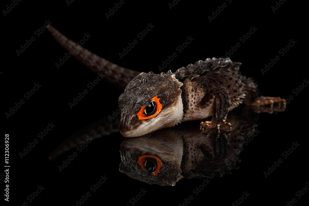 Fototapeta premium Closeup Red-eyed crocodile skink, tribolonotus gracilis, isolated on Black background