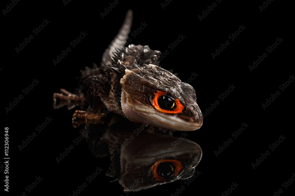 Naklejka premium Zbliżenie Red-eyed crocodile skin, tribolonotus gracilis, na białym tle na czarnym tle