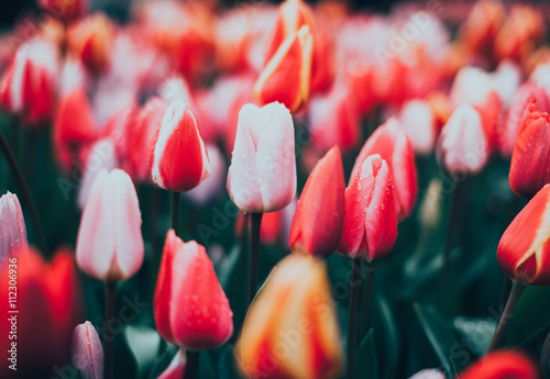 Pink and white tulips in fa...
