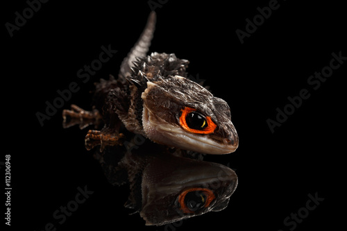Closeup Red-eyed crocodile skink, tribolonotus gracilis, isolated on Black background