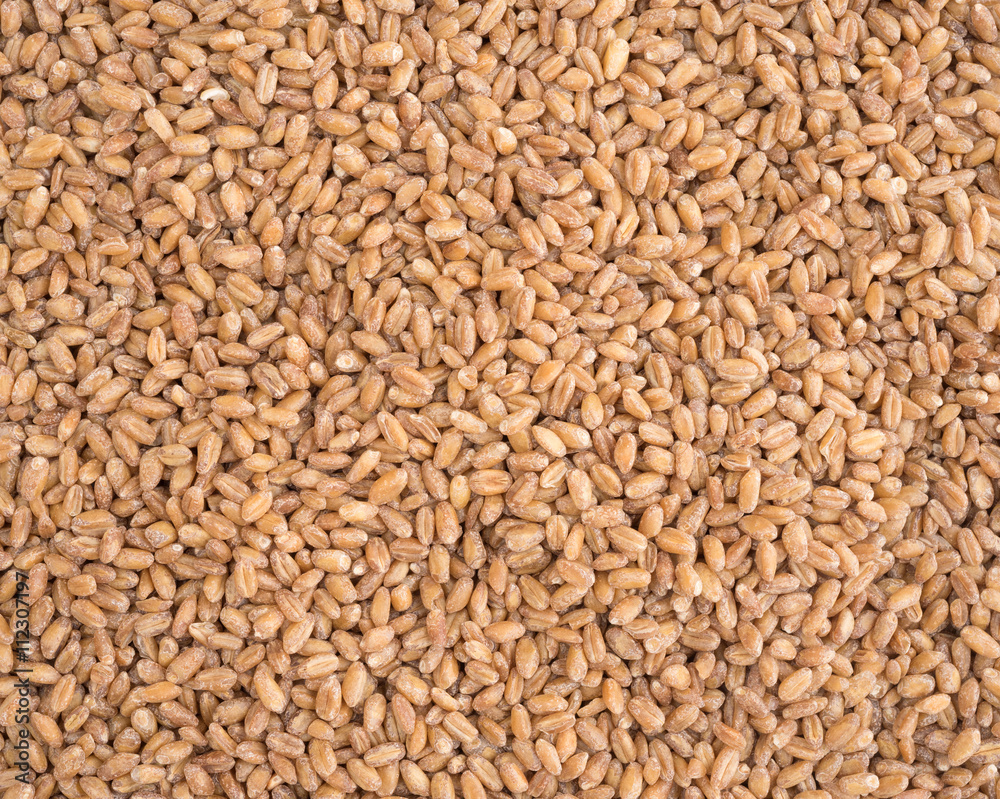 Red winter wheat berries close view