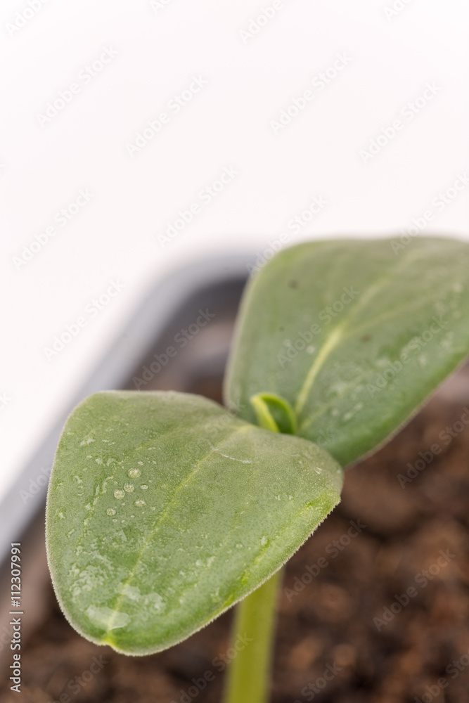 Closeup macro cucumber leaf with water droplets Closeup macro cucumber leaf with water droplets