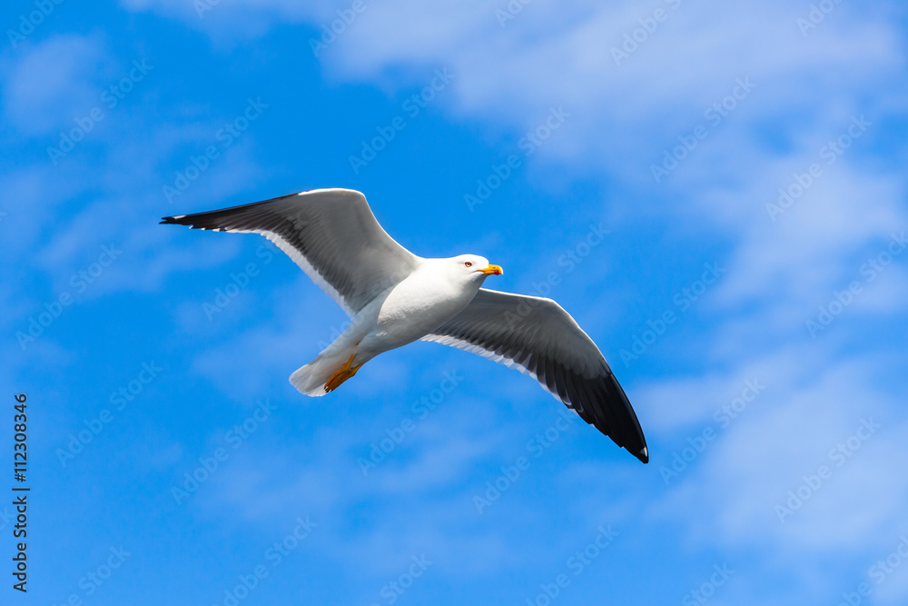 White seagull flying in blue sky, closeup photo White seagull flying in blue sky, closeup photo