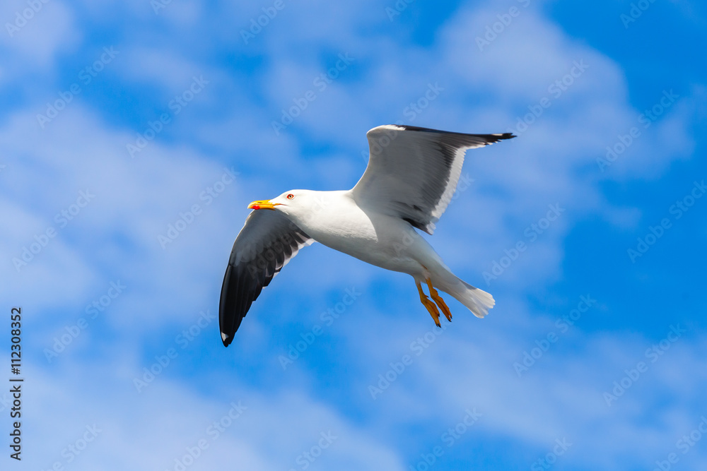 Great black-backed gull. White seagull flying Great black-backed gull. White seagull flying