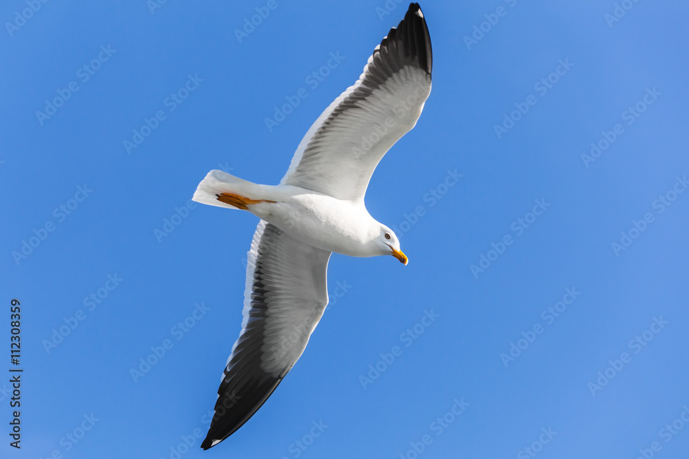 Big white seagull flying in clear blue sky Big white seagull flying in clear blue sky