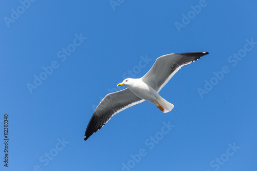Great black-backed gull. White seagull in sky