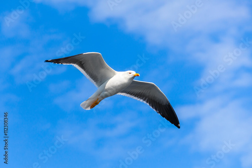 White seagull flying in blue sky, closeup photo