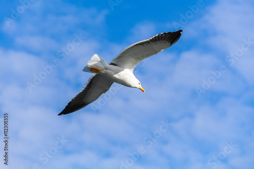 Seagull flying in blue sky  closeup photo