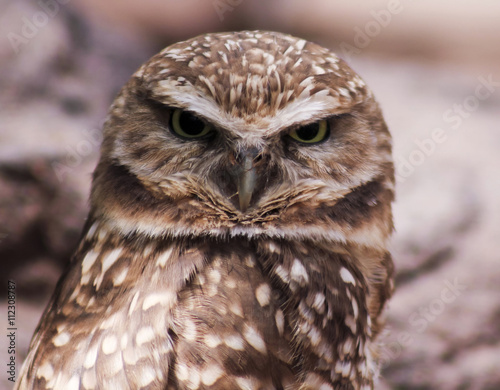 A Close Up of a Burrowing Owl photo