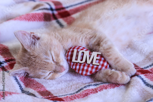 Fotografi Kitten sleeping with LOVE and heart on blanket