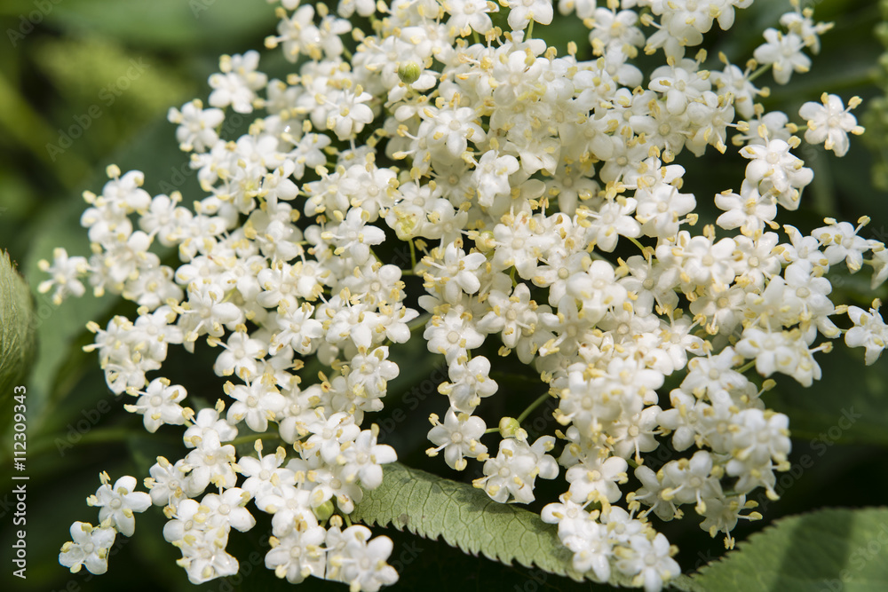 elderberry flowers on the bush elderberry flowers on the bush