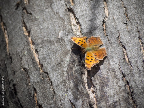 Eastern Comma butterfly