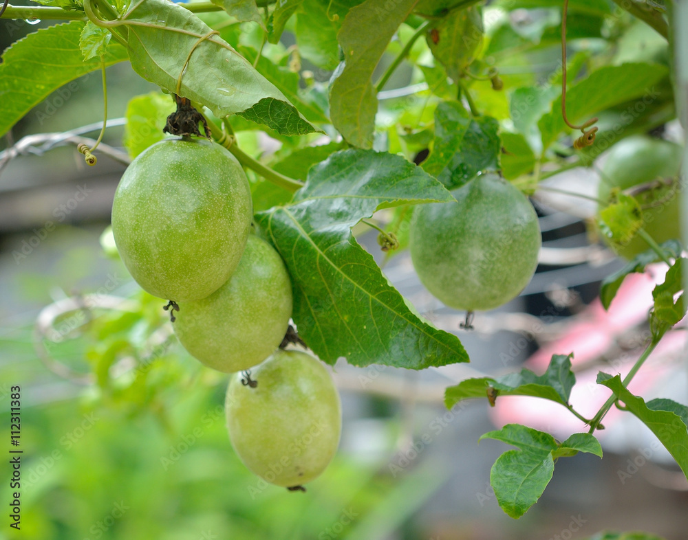 Close up of passion fruit on the vine, selective focus