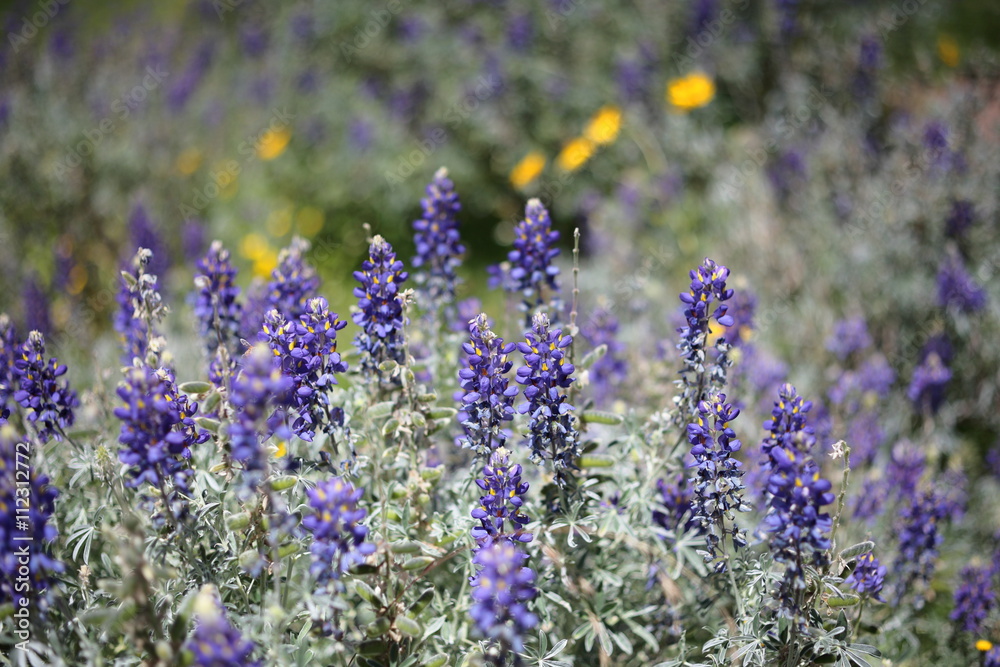 Fototapeta premium Andenlupine bei Calca in Peru