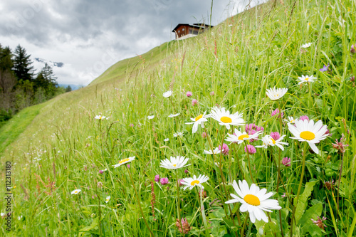 Margeriten in der Bergblumenwiese photo