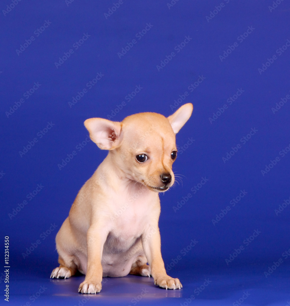 Cute tiny puppy sitting on a blue background. A small animal ...