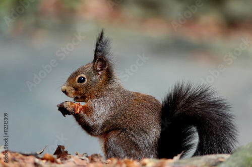 Ecureuil ayant trouvé quelque chose à manger. © dulocle63