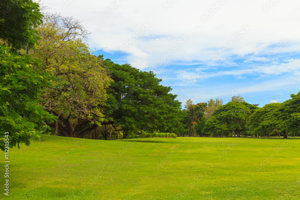 Fototapeta premium Green trees