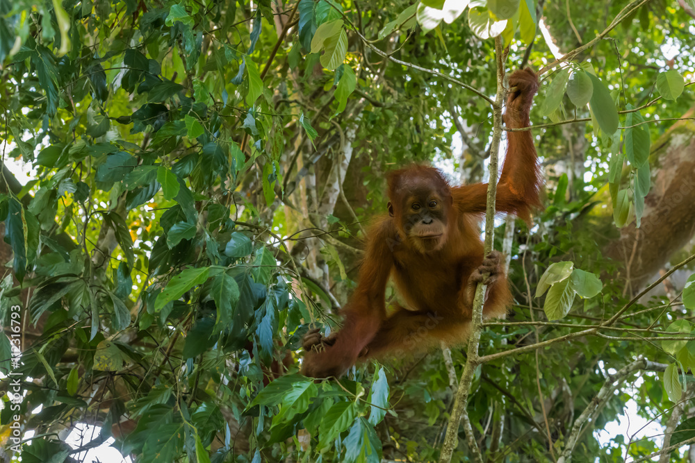 Obraz premium Young Sumatran orangutan stood at the time of the active games and stares into the camera (Sumatra, Indonesia)
