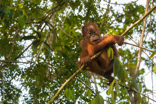 Young orangutan flexible sat down to rest at the time of the active games (Sumatra, Indonesia)