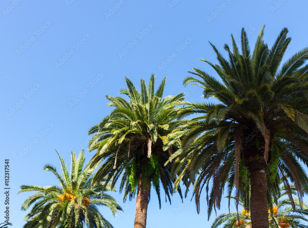 palm tree on blue
