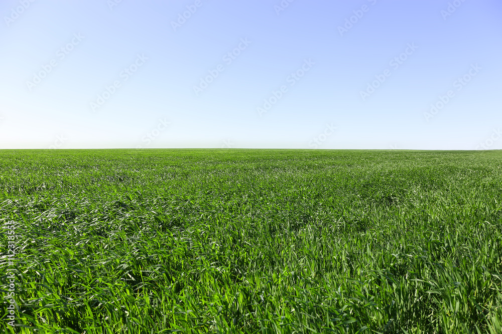 Green wheat crops field on blue sky background