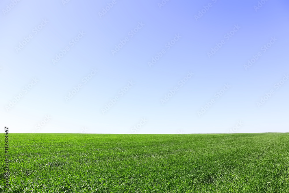 Green wheat crops field on blue sky background Green wheat crops field on blue sky background