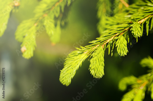 Spruce tree branch detail