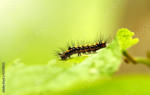 Beautiful green caterpillar creeps on a green plant in the garden © zzzaleksey