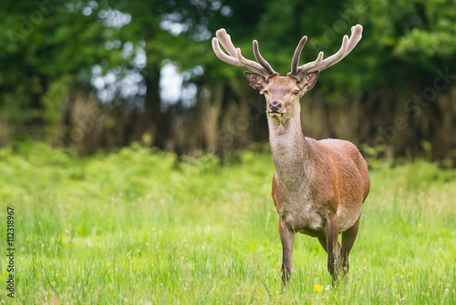 Red stag deer in a field during summer