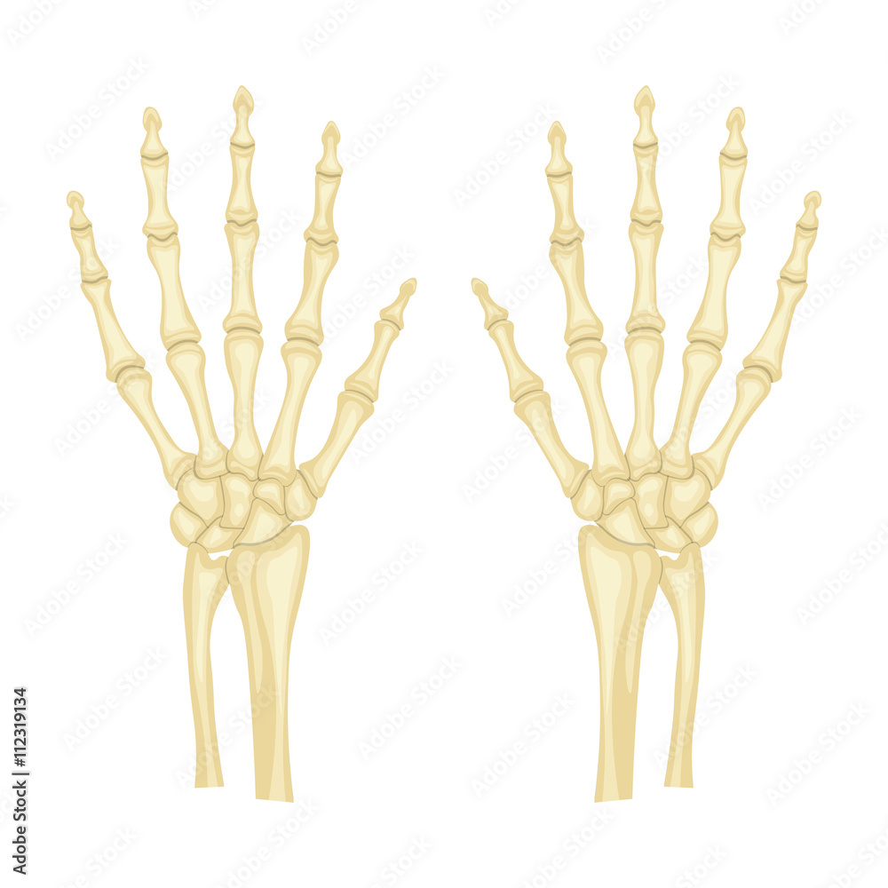 Fototapeta premium hand bones vector illustration isolated on white background