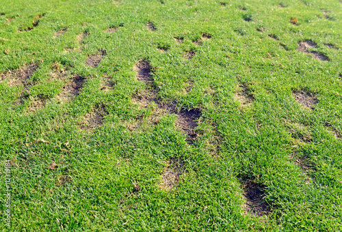 Divot marks in green grass fairway on golf course