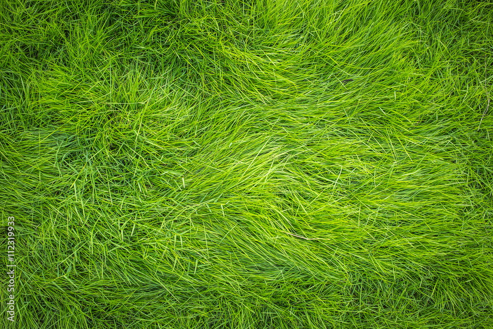 Green grass, Grass top view - obrazy, fototapety, plakaty 
