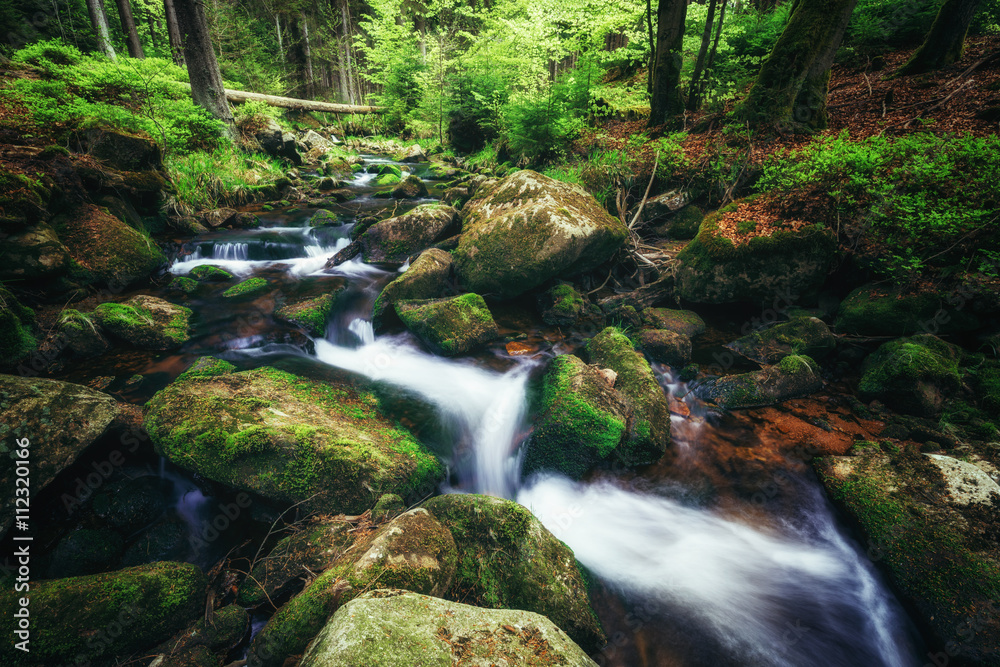 Fototapeta premium Wasserläufe durch mystische Wälder